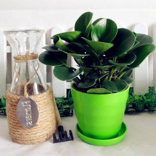 豆瓣绿叶子发黄怎么解决,豆瓣绿植浇水的正确方法