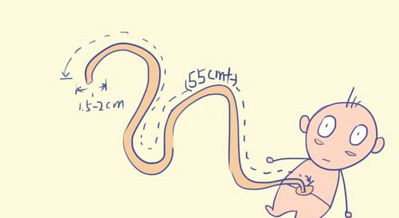 脐带脱垂的应急预案及处理流程,孕妈突发脐带脱垂了怎么办