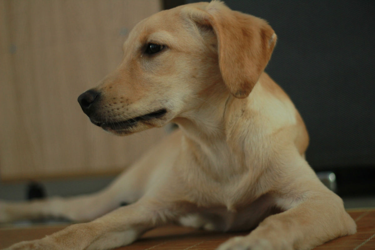 狗狗趾间炎的特效药,狗狗趾间炎的症状图