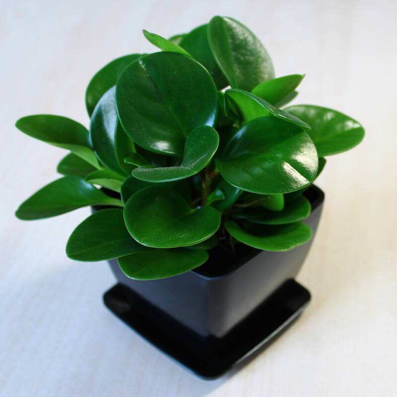 豆瓣绿叶子发黄怎么解决,豆瓣绿植浇水的正确方法