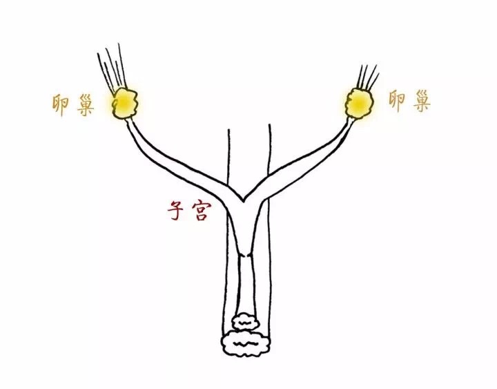 猫咪绝育后还是乱尿,关于猫咪绝育这里有最详细的攻略