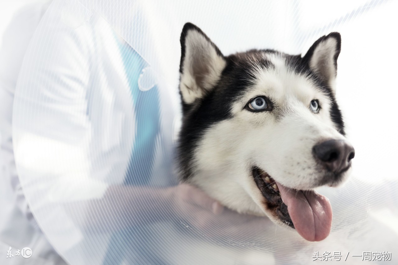 哈士奇各年龄段喂食量,幼崽哈士奇过渡粮怎么喂
