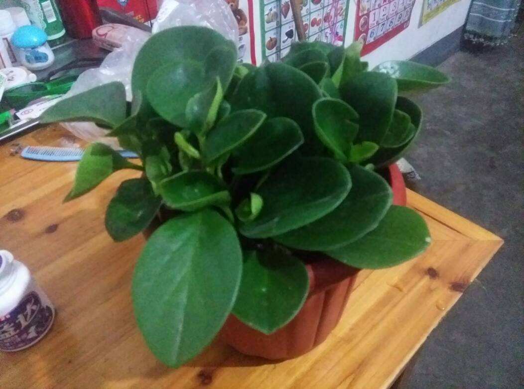 豆瓣绿叶子发黄怎么解决,豆瓣绿植浇水的正确方法