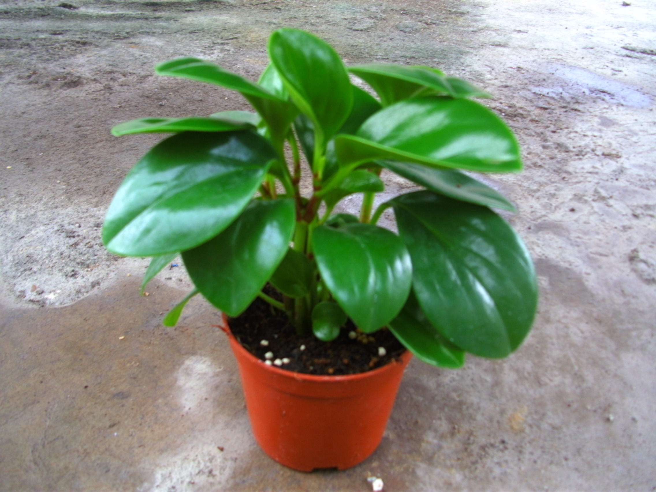 豆瓣绿叶子发黄怎么解决,豆瓣绿植浇水的正确方法