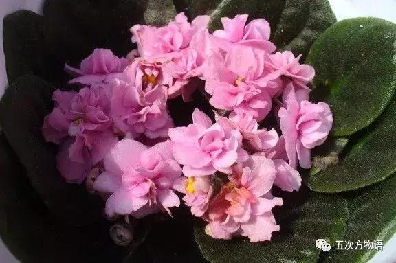 真正的紫罗兰是什么颜色,如何客观看待紫罗兰