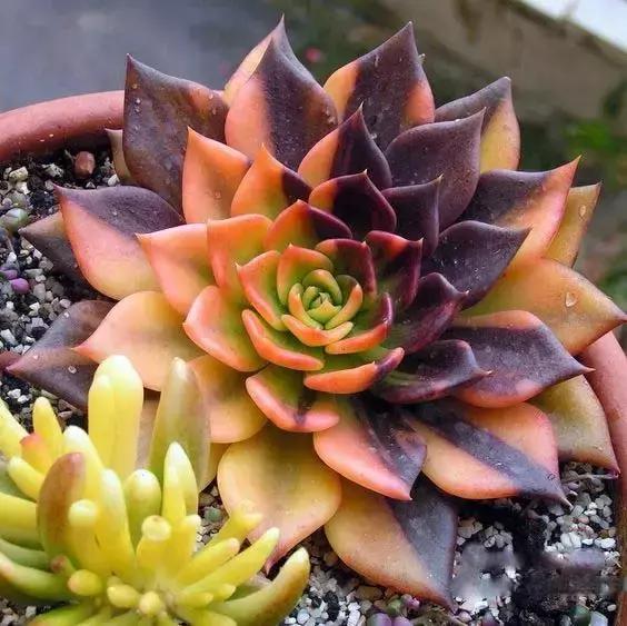 没时间出去玩养多肉,外出旅游多肉怎么办