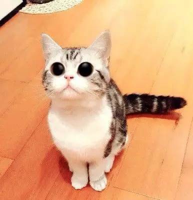 如小果专访：菲比和她家的肉丝！