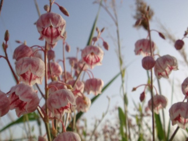 新疆尉犁县药材罗布麻茶,新疆野生罗布麻茶怎么样