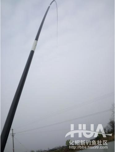 自制钓草鱼玉米必须要煮吗,发酵的玉米可以钓草鱼吗