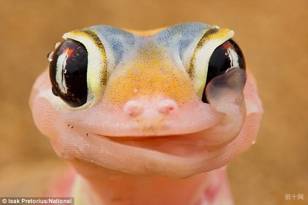 关于恋物的深度解析,恋物心理是怎样产生的