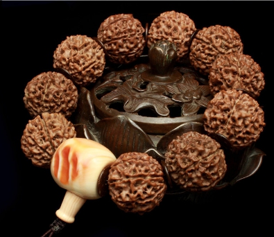 金刚菩提的坏籽是什么,金刚菩提烂籽