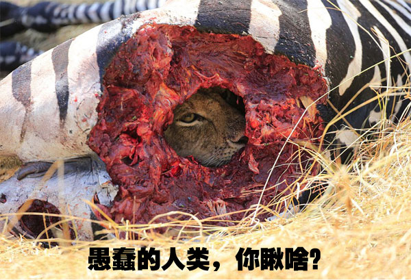 荒野猎人用火疗伤,荒野猎人桑拿