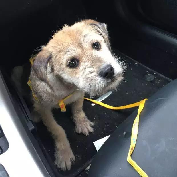 「3月上海领养」给流浪的它们一个温暖的家！