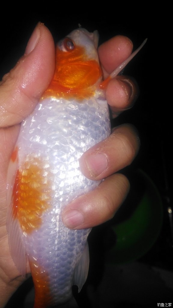 锦鲤迎春鱼跃龙门,锦鲤观赏鱼鸿运当头