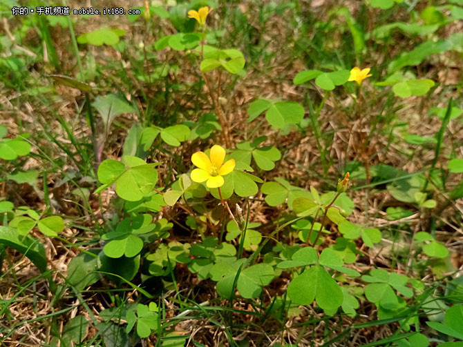 金立天鉴W909翻盖手机,金立天鉴w990s报价