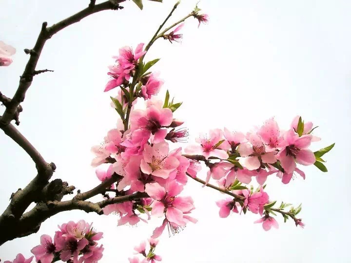 十里春风赏花季,你的朋友圈配词准备好了吗?