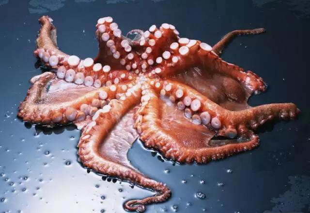 章鱼的智商其实很雷人,为啥人比章鱼聪明