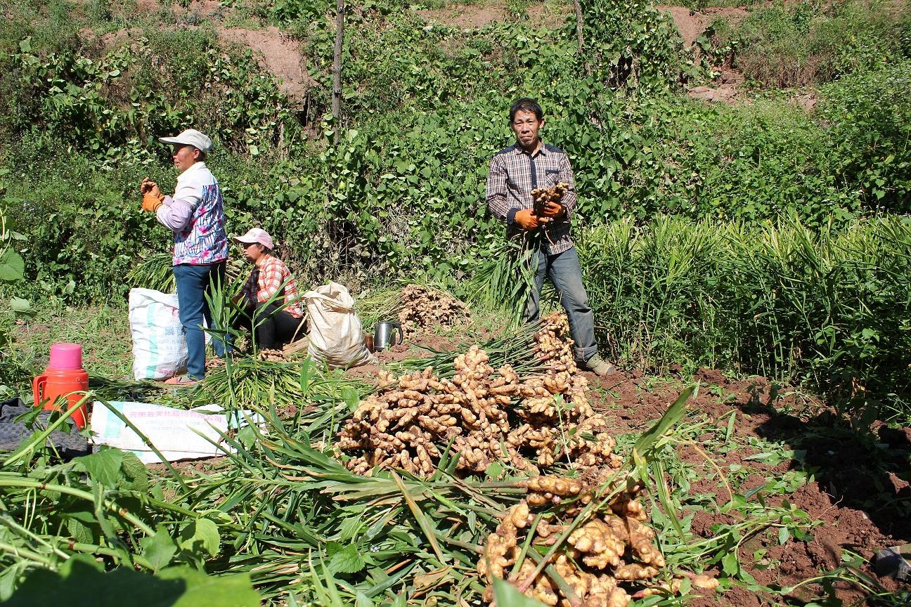 你说生姜种植没收成，那是你还没用对方法