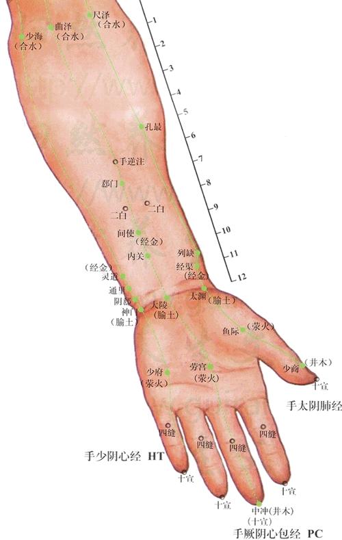 人体穴位图解大全肩膀,人体穴位心俞穴有几个