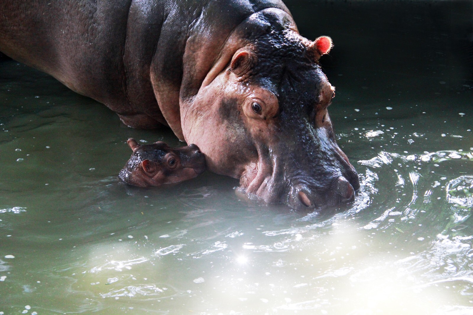 最新游玩长隆野生动物园,长隆野生动物园广州长隆攻略