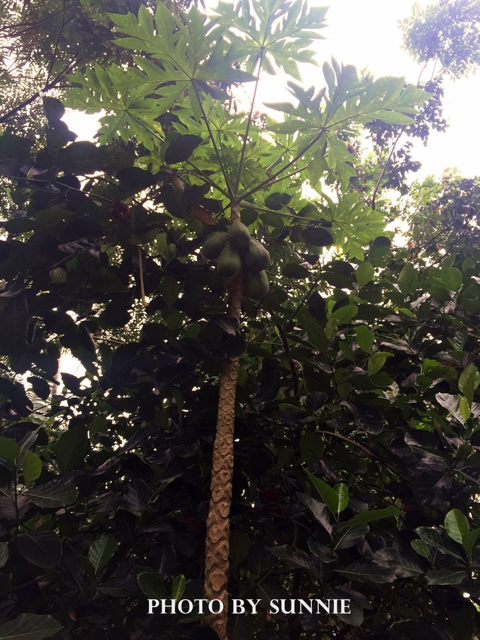 北纬十八度之三亚,北纬18度的旅行三亚游记