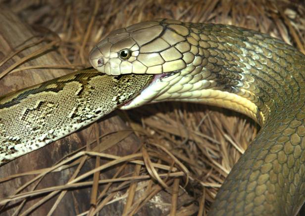 本是同根生，相煎何太急，三种吃蛇的蛇