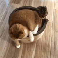 有一只会关心主人的喵星人可真好！