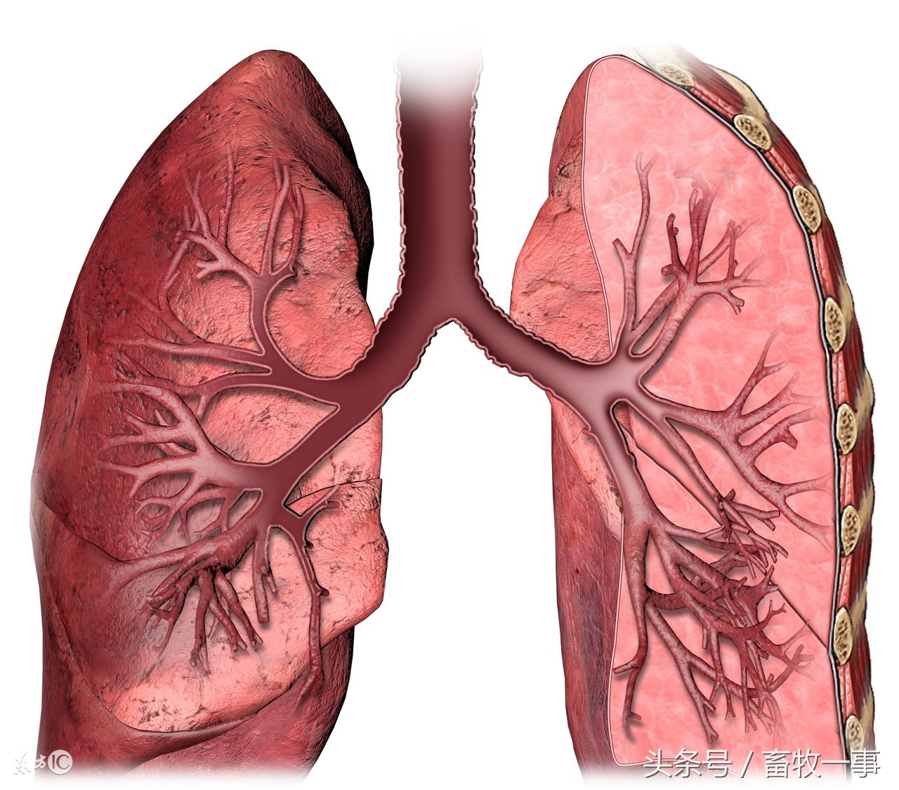猪的气喘病与品种有关是真的吗？