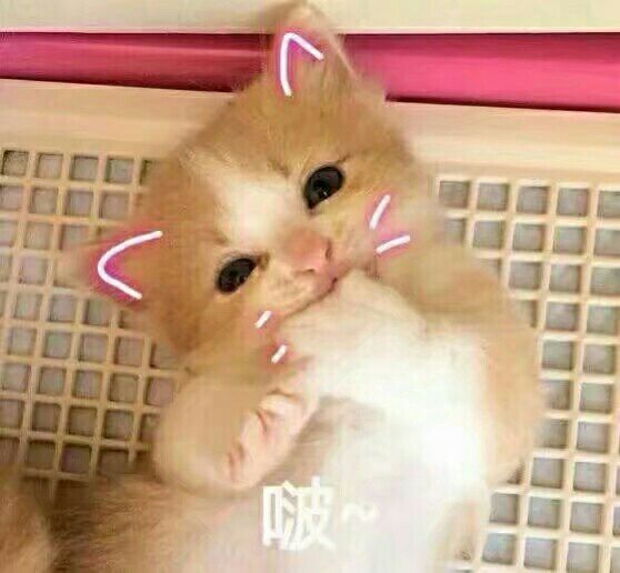 三首歌带你了解狮子座,狮子座带你了解狮子性格