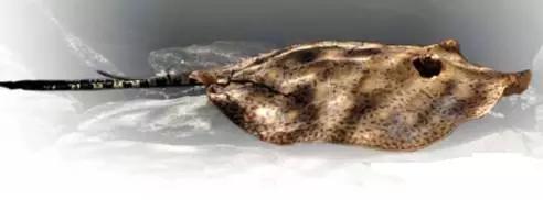 原生魟鱼,魟鱼原生