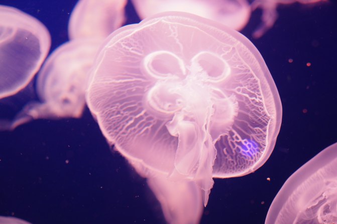 珠海长隆海洋王国2天1夜游玩攻略,最新珠海长隆海洋王国旅游攻略