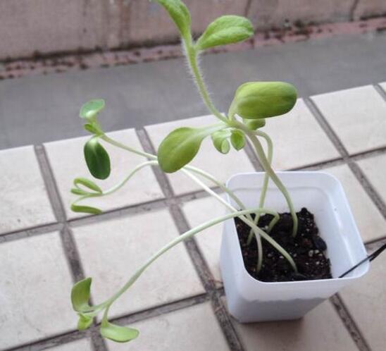 盆栽向日葵花蕾期怎样打杈请示范,手工编织钩针向日葵盆栽视频教程