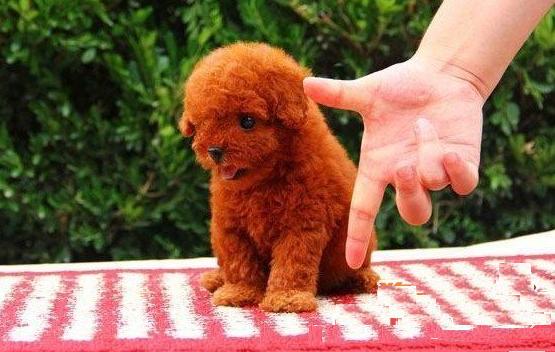 家里有泰迪怎么养另一只,家里的贵宾犬