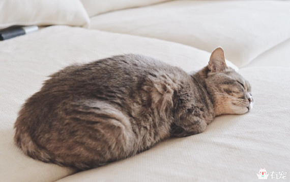 喵星人形象演绎痛经到底有多痛?