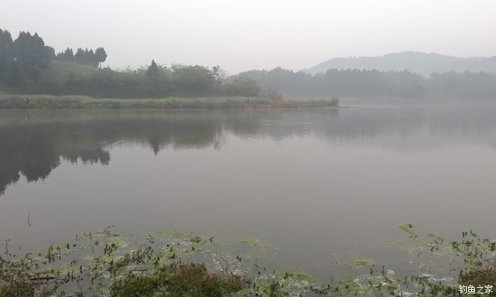 八一水库钓草鱼,八一水库钓青稍