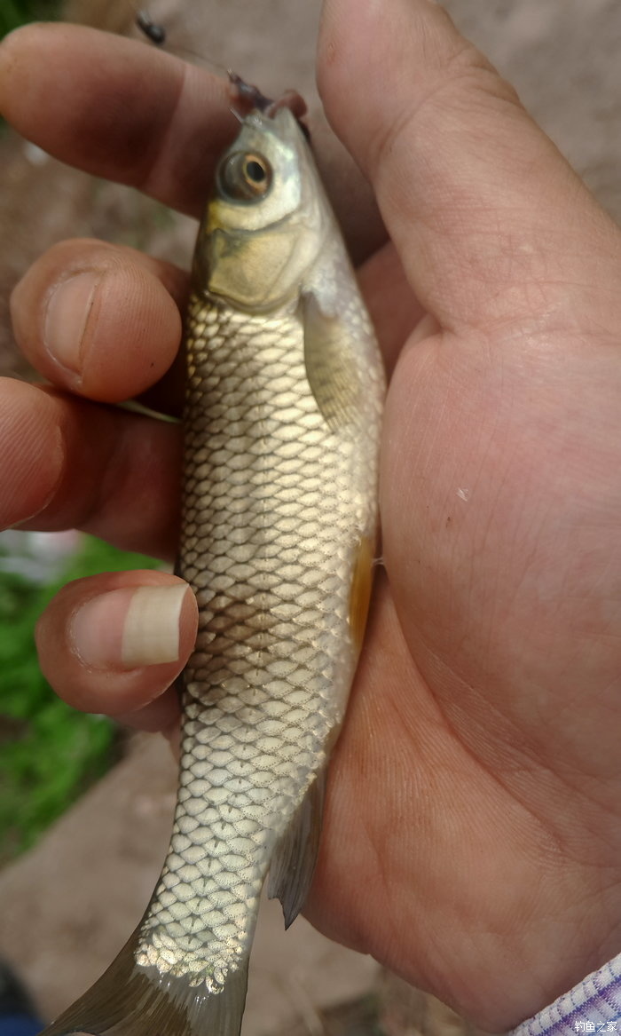 八一水库钓草鱼,八一水库钓青稍