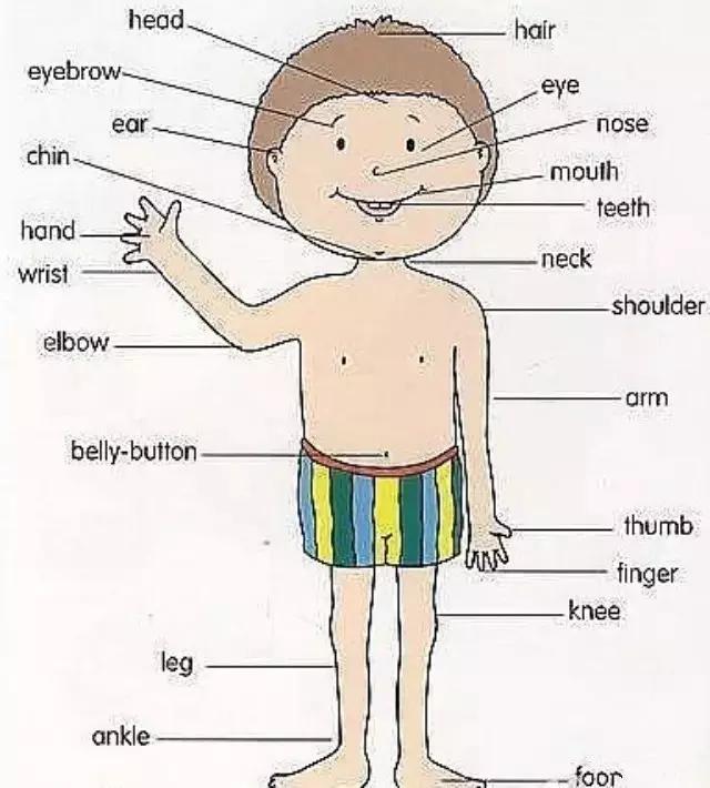 人体的身体部位示意图英文,人体部位英语名称大全图片
