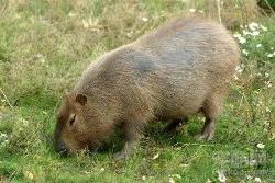 人见人爱车见车载花见花开,人见人爱花见花开车见车英文