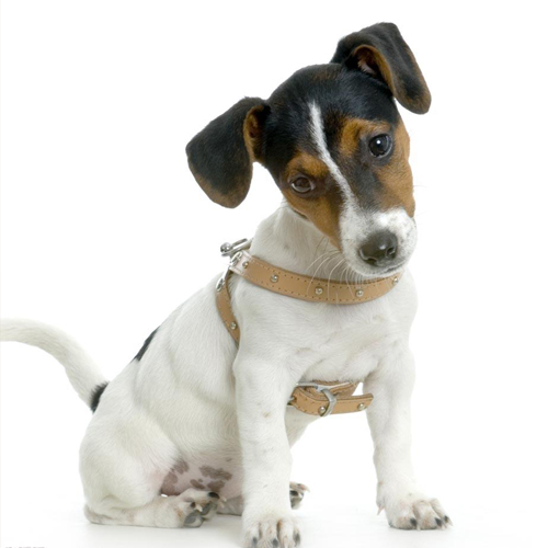 狗狗歪头的解释,狗狗歪头什么预兆