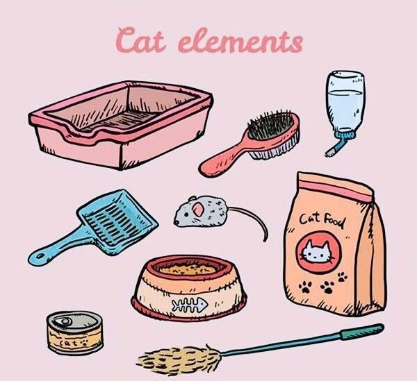 第一次养猫要注意什么,第一次养猫需要什么药