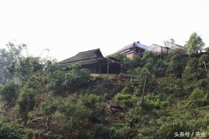 十大经典普洱茶排行榜,十大名寨普洱茶