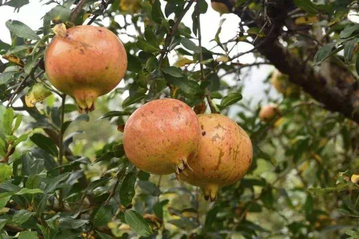 大家好，今天给大家介绍一下，这是风物君特别爱吃的——石榴