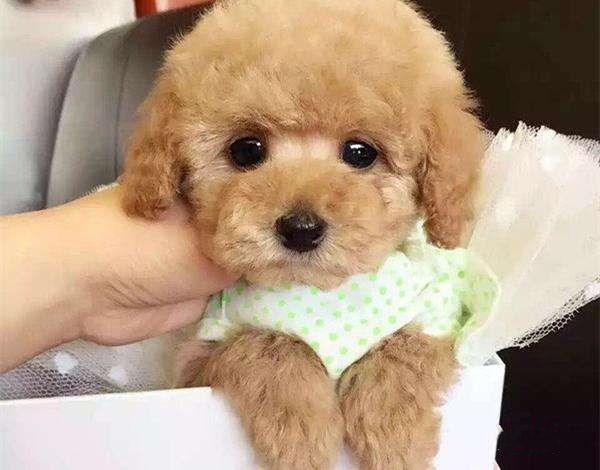 泰迪吃完打虫药精神状况不好也不肯吃饭!