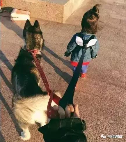 哈士奇怎么养才能养好,哈士奇怎么养才能养得很听话