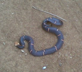 喜马拉雅白头蛇,喜马拉雅白头蝰是多少级