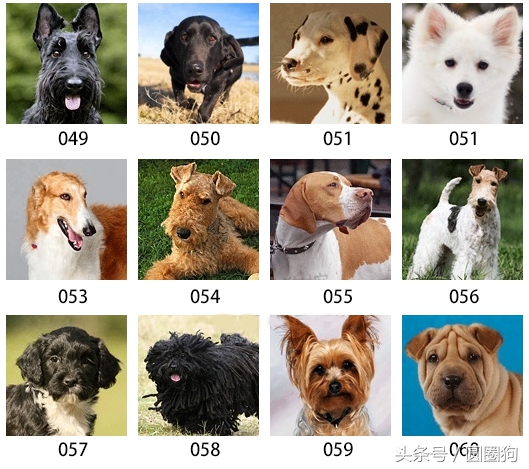 美国akc狗品种,akc品种的标准狗狗都有哪些