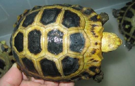 缅甸陆龟习性,陆龟缅甸龟怎么养