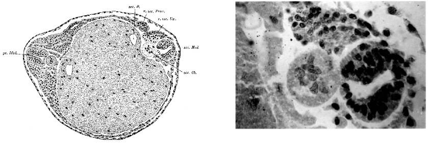 饶毅华大基因,饶毅和饶兵