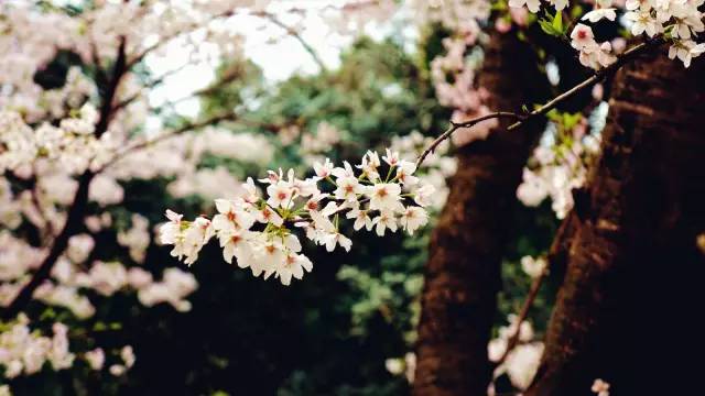 清明小长假出游提醒 (清明小长假微信消息)