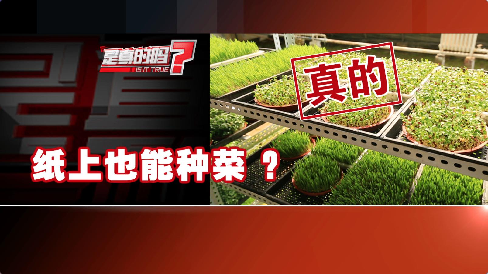 纸上种菜可以种向日葵吗,种菜小窍门两张纸就搞定